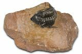 Chocolate-Brown Metacanthina Trilobite - Lghaft, Morocco #381460-2